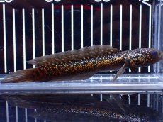 画像1: 【淡水魚】【通販】激レア No2 金天目(Gold tenmoku)【個体販売】(±14cm)(大型魚・スネークヘッド)(生体)(熱帯魚)NKO (1)