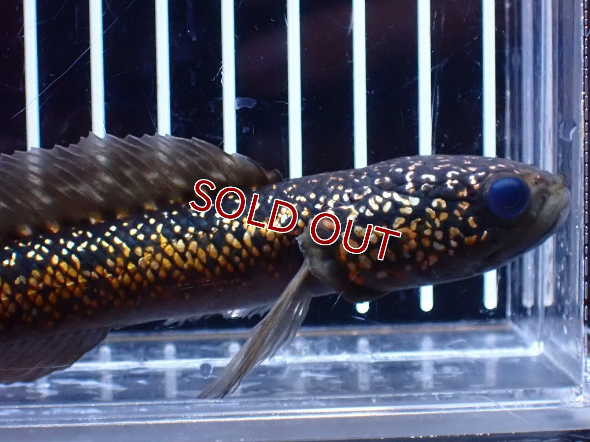 画像2: 【淡水魚】【通販】今回限定爆安激レア No2 金天目(Gold tenmoku)【個体販売】(±14cm)(大型魚・スネークヘッド)(生体)(熱帯魚)NKO (2)