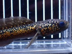 画像2: 【淡水魚】【通販】激レア No2 金天目(Gold tenmoku)【個体販売】(±14cm)(大型魚・スネークヘッド)(生体)(熱帯魚)NKO (2)