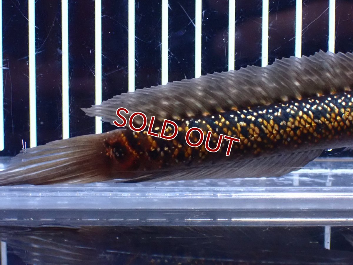 画像3: 【淡水魚】【通販】今回限定爆安激レア No2 金天目(Gold tenmoku)【個体販売】(±14cm)(大型魚・スネークヘッド)(生体)(熱帯魚)NKO (3)