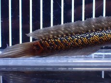 画像3: 【淡水魚】【通販】激レア No2 金天目(Gold tenmoku)【個体販売】(±14cm)(大型魚・スネークヘッド)(生体)(熱帯魚)NKO (3)