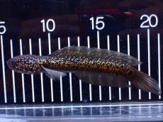 画像4: 【淡水魚】【通販】激レア No2 金天目(Gold tenmoku)【個体販売】(±14cm)(大型魚・スネークヘッド)(生体)(熱帯魚)NKO (4)