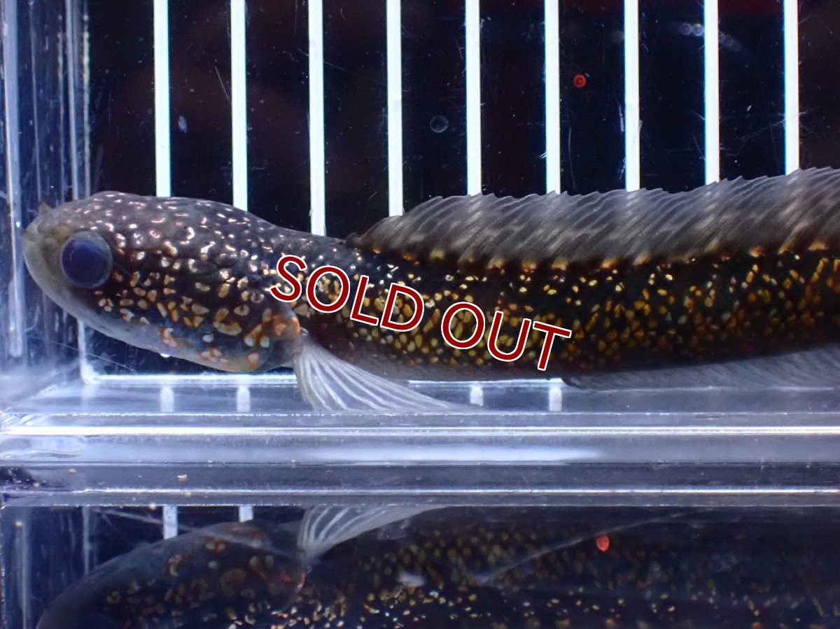 画像5: 【淡水魚】【通販】今回限定爆安激レア No2 金天目(Gold tenmoku)【個体販売】(±14cm)(大型魚・スネークヘッド)(生体)(熱帯魚)NKO (5)