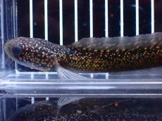 画像5: 【淡水魚】【通販】激レア No2 金天目(Gold tenmoku)【個体販売】(±14cm)(大型魚・スネークヘッド)(生体)(熱帯魚)NKO (5)