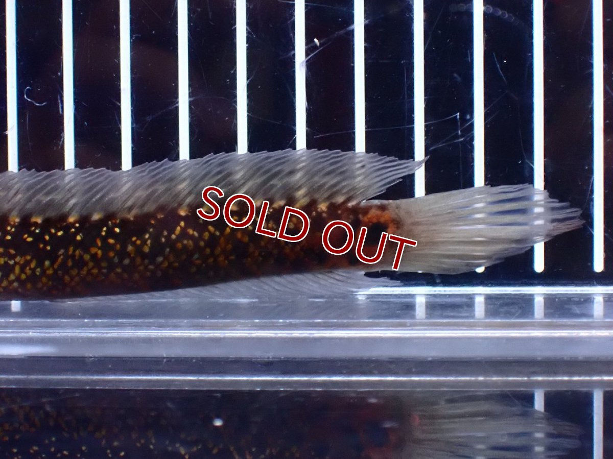 画像6: 【淡水魚】【通販】今回限定爆安激レア No2 金天目(Gold tenmoku)【個体販売】(±14cm)(大型魚・スネークヘッド)(生体)(熱帯魚)NKO (6)