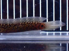 画像6: 【淡水魚】【通販】激レア No2 金天目(Gold tenmoku)【個体販売】(±14cm)(大型魚・スネークヘッド)(生体)(熱帯魚)NKO (6)