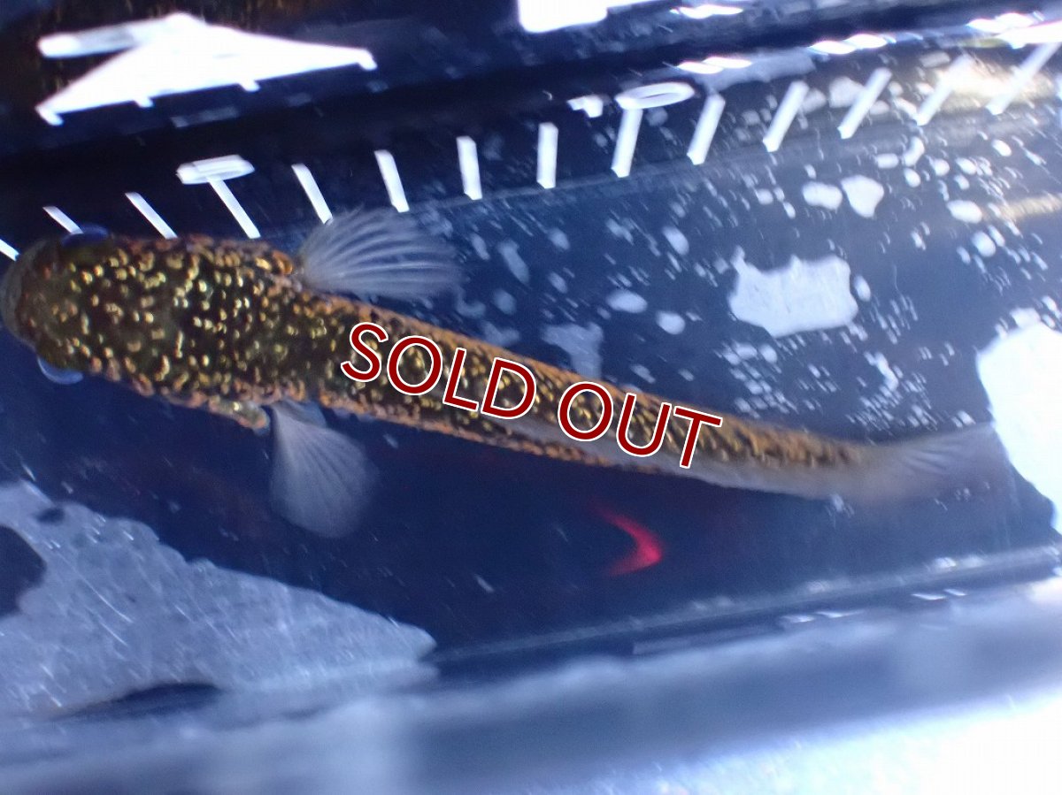 画像7: 【淡水魚】【通販】今回限定爆安激レア No2 金天目(Gold tenmoku)【個体販売】(±14cm)(大型魚・スネークヘッド)(生体)(熱帯魚)NKO (7)