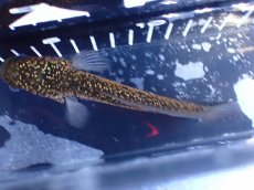 画像7: 【淡水魚】【通販】激レア No2 金天目(Gold tenmoku)【個体販売】(±14cm)(大型魚・スネークヘッド)(生体)(熱帯魚)NKO (7)