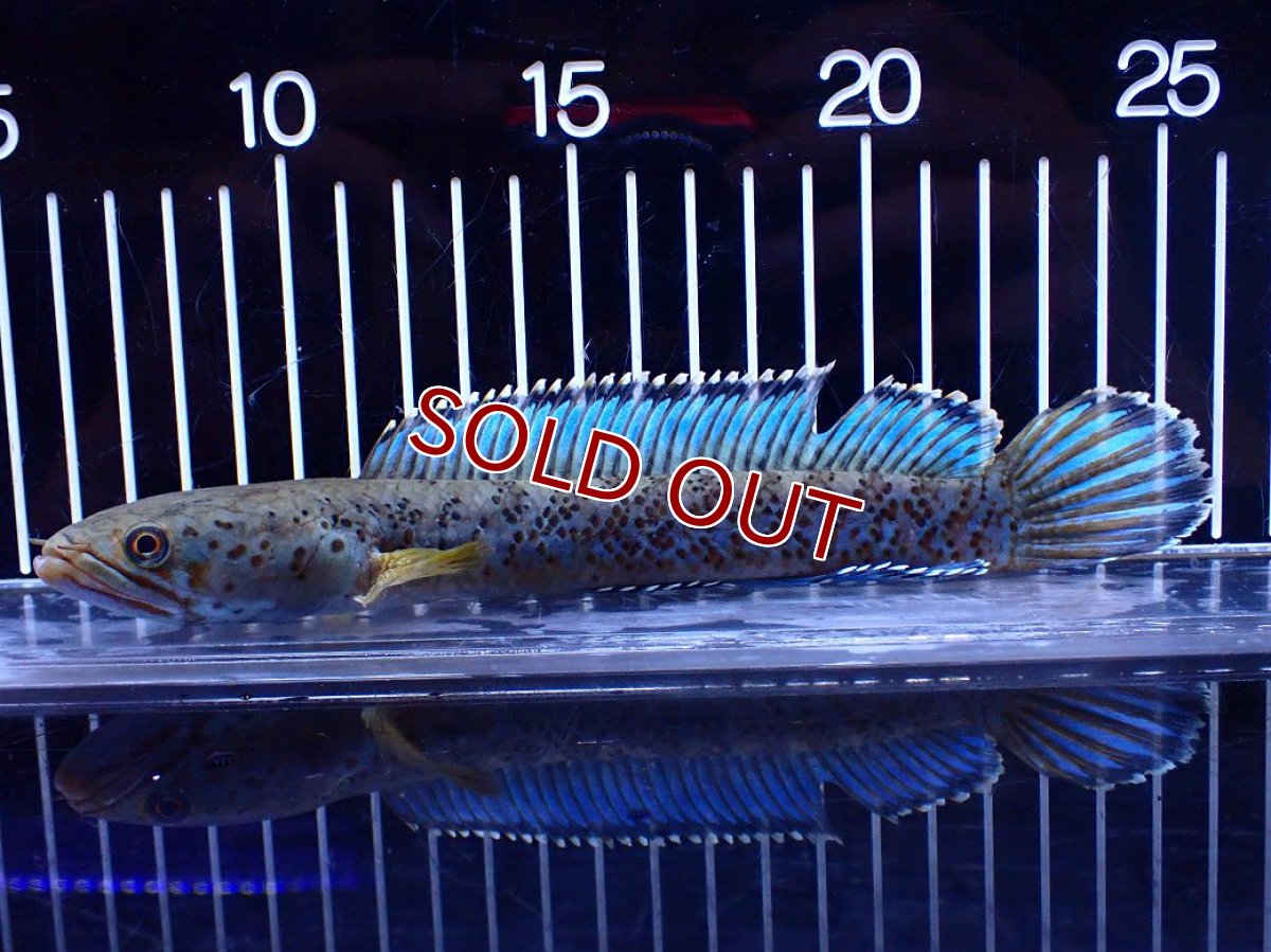 画像1: 【淡水魚】【通販】青強い No1 チャンナ インセイン【個体販売】(±19cm)(大型魚・スネークヘッド)(生体)(熱帯魚)NKO (1)