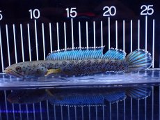 画像1: 【淡水魚】【通販】青強い No1 チャンナ インセイン【個体販売】(±19cm)(大型魚・スネークヘッド)(生体)(熱帯魚)NKO (1)