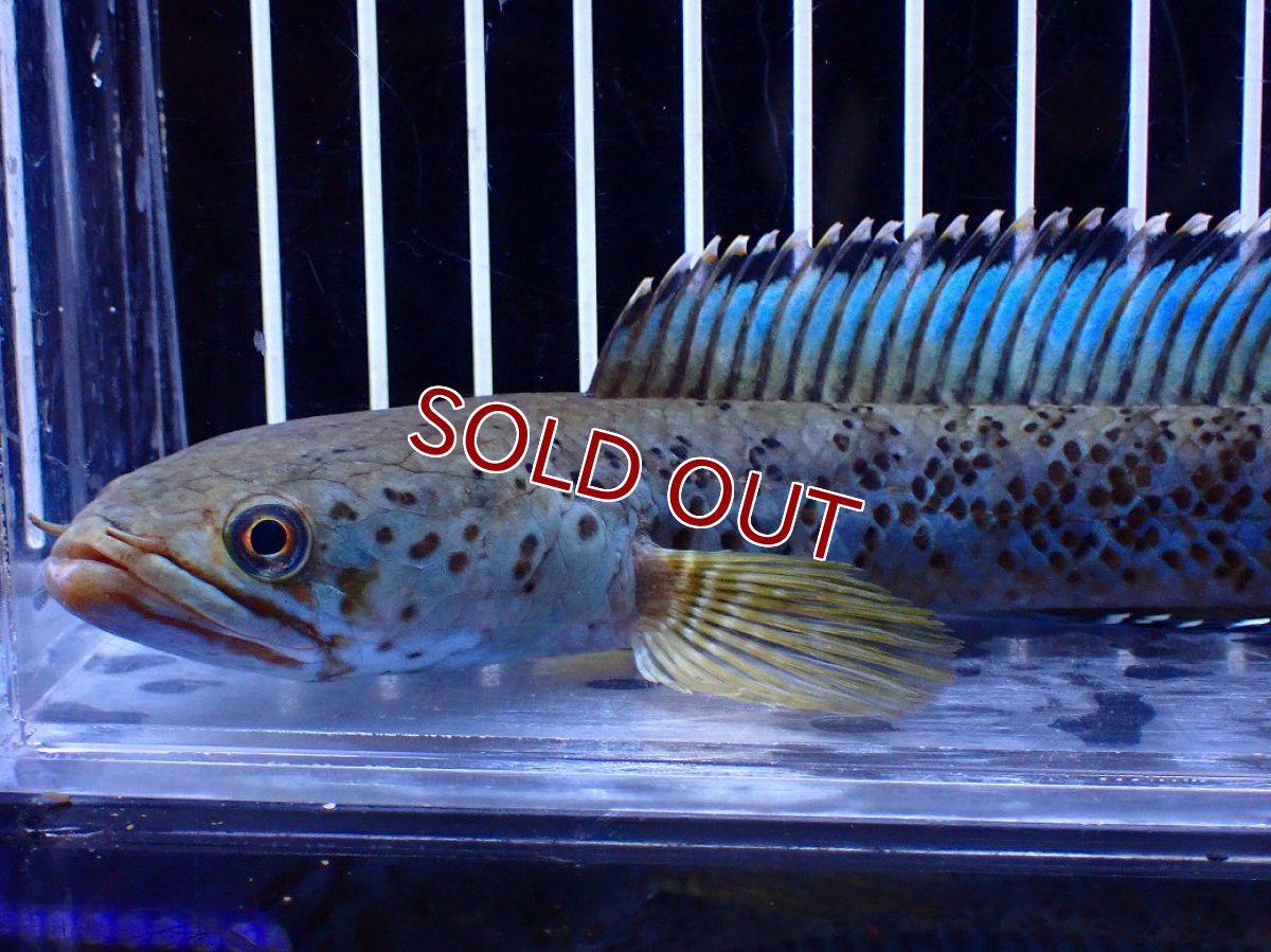 画像2: 【淡水魚】【通販】青強い No1 チャンナ インセイン【個体販売】(±19cm)(大型魚・スネークヘッド)(生体)(熱帯魚)NKO (2)
