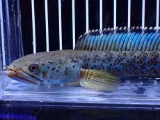 画像2: 【淡水魚】【通販】青強い No1 チャンナ インセイン【個体販売】(±19cm)(大型魚・スネークヘッド)(生体)(熱帯魚)NKO (2)