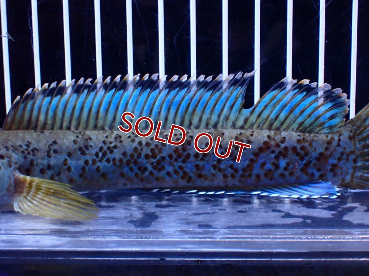 画像3: 【淡水魚】【通販】青強い No1 チャンナ インセイン【個体販売】(±19cm)(大型魚・スネークヘッド)(生体)(熱帯魚)NKO (3)