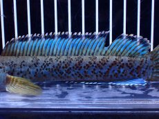 画像3: 【淡水魚】【通販】青強い No1 チャンナ インセイン【個体販売】(±19cm)(大型魚・スネークヘッド)(生体)(熱帯魚)NKO (3)