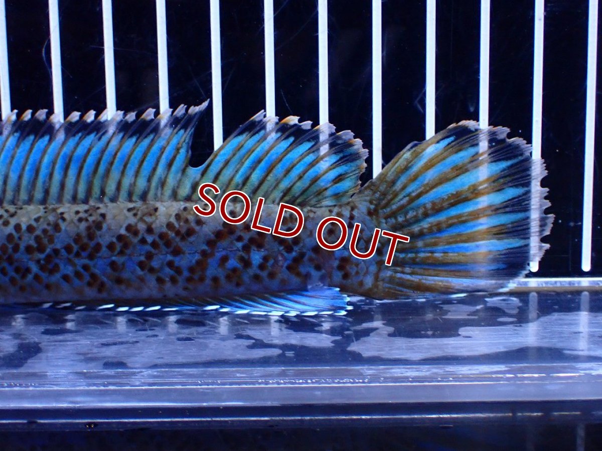 画像4: 【淡水魚】【通販】青強い No1 チャンナ インセイン【個体販売】(±19cm)(大型魚・スネークヘッド)(生体)(熱帯魚)NKO (4)