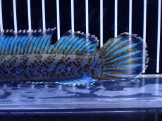 画像4: 【淡水魚】【通販】青強い No1 チャンナ インセイン【個体販売】(±19cm)(大型魚・スネークヘッド)(生体)(熱帯魚)NKO (4)