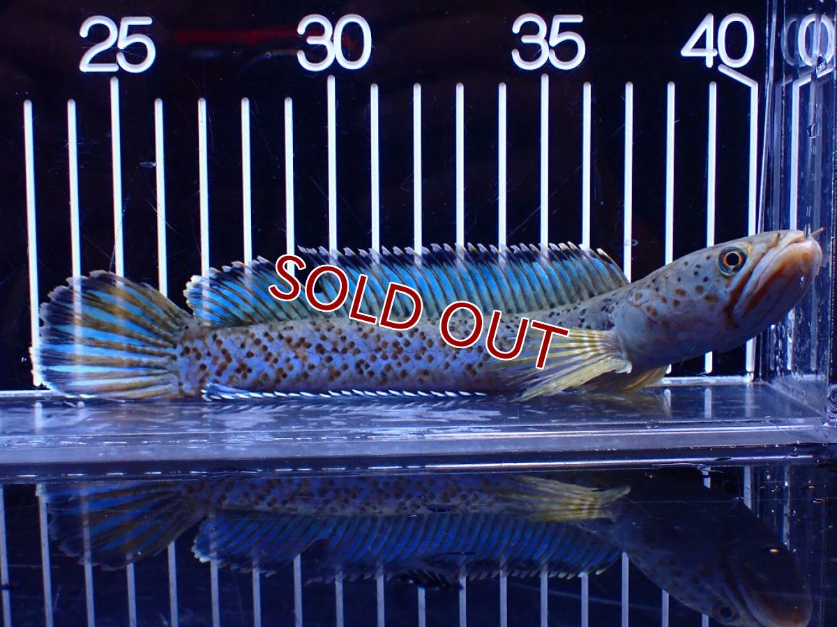 画像5: 【淡水魚】【通販】青強い No1 チャンナ インセイン【個体販売】(±19cm)(大型魚・スネークヘッド)(生体)(熱帯魚)NKO (5)