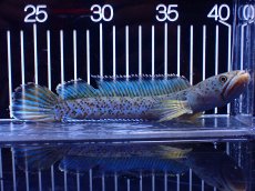 画像5: 【淡水魚】【通販】青強い No1 チャンナ インセイン【個体販売】(±19cm)(大型魚・スネークヘッド)(生体)(熱帯魚)NKO (5)
