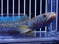 画像6: 【淡水魚】【通販】青強い No1 チャンナ インセイン【個体販売】(±19cm)(大型魚・スネークヘッド)(生体)(熱帯魚)NKO (6)