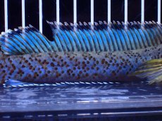 画像7: 【淡水魚】【通販】青強い No1 チャンナ インセイン【個体販売】(±19cm)(大型魚・スネークヘッド)(生体)(熱帯魚)NKO (7)