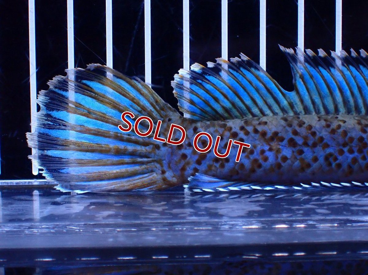 画像8: 【淡水魚】【通販】青強い No1 チャンナ インセイン【個体販売】(±19cm)(大型魚・スネークヘッド)(生体)(熱帯魚)NKO (8)