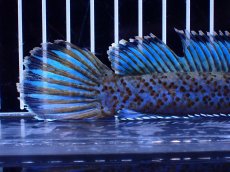 画像8: 【淡水魚】【通販】青強い No1 チャンナ インセイン【個体販売】(±19cm)(大型魚・スネークヘッド)(生体)(熱帯魚)NKO (8)