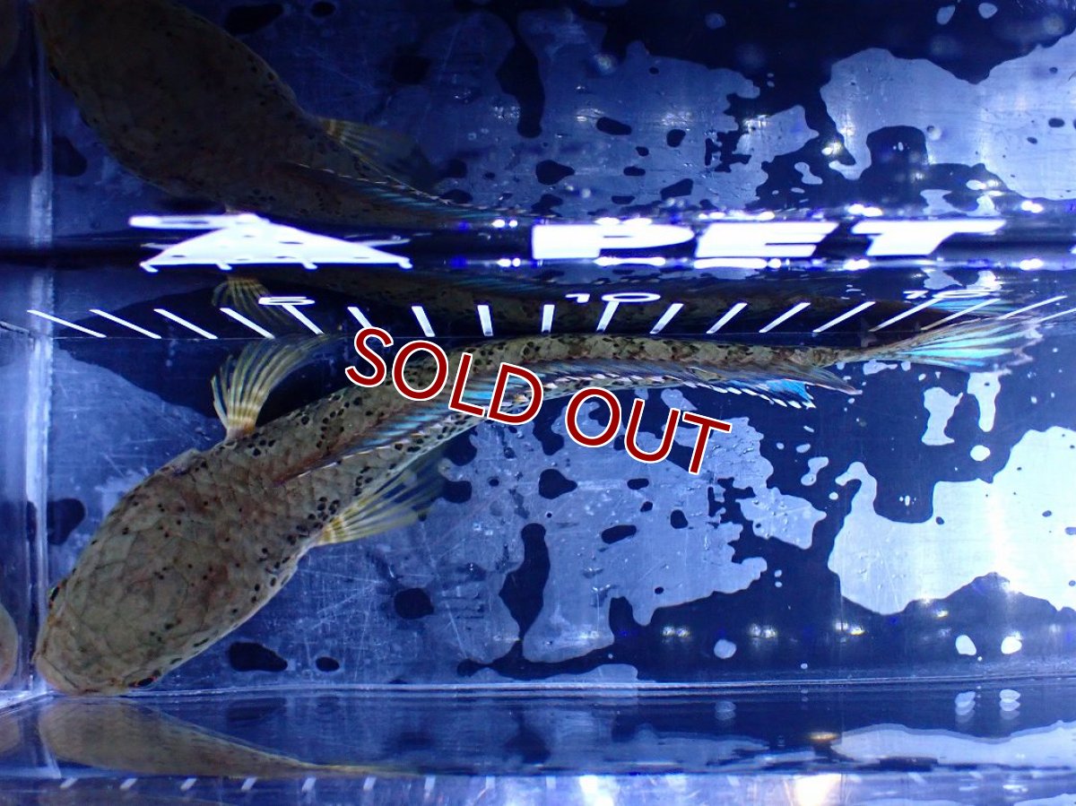 画像9: 【淡水魚】【通販】青強い No1 チャンナ インセイン【個体販売】(±19cm)(大型魚・スネークヘッド)(生体)(熱帯魚)NKO (9)