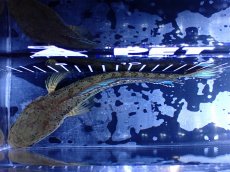 画像9: 【淡水魚】【通販】青強い No1 チャンナ インセイン【個体販売】(±19cm)(大型魚・スネークヘッド)(生体)(熱帯魚)NKO (9)