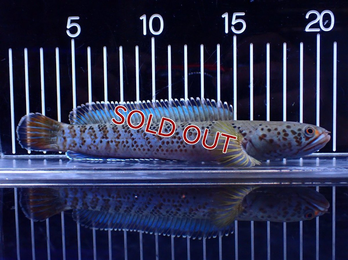 画像1: 【淡水魚】【通販】青強い No2 チャンナ インセイン【個体販売】(±19cm)(大型魚・スネークヘッド)(生体)(熱帯魚)NKO (1)