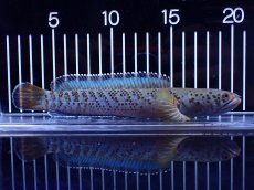 画像1: 【淡水魚】【通販】青強い No2 チャンナ インセイン【個体販売】(±19cm)(大型魚・スネークヘッド)(生体)(熱帯魚)NKO (1)