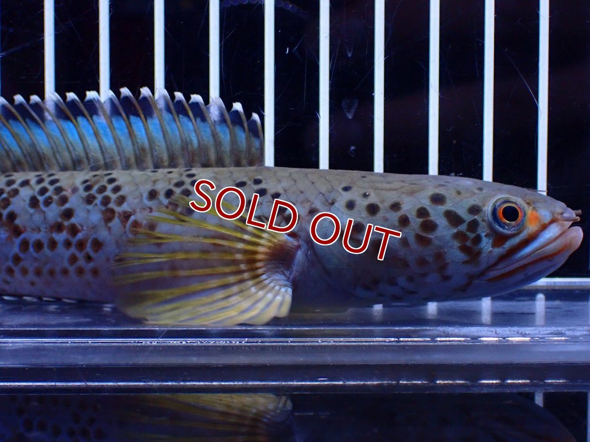 画像2: 【淡水魚】【通販】青強い No2 チャンナ インセイン【個体販売】(±19cm)(大型魚・スネークヘッド)(生体)(熱帯魚)NKO (2)