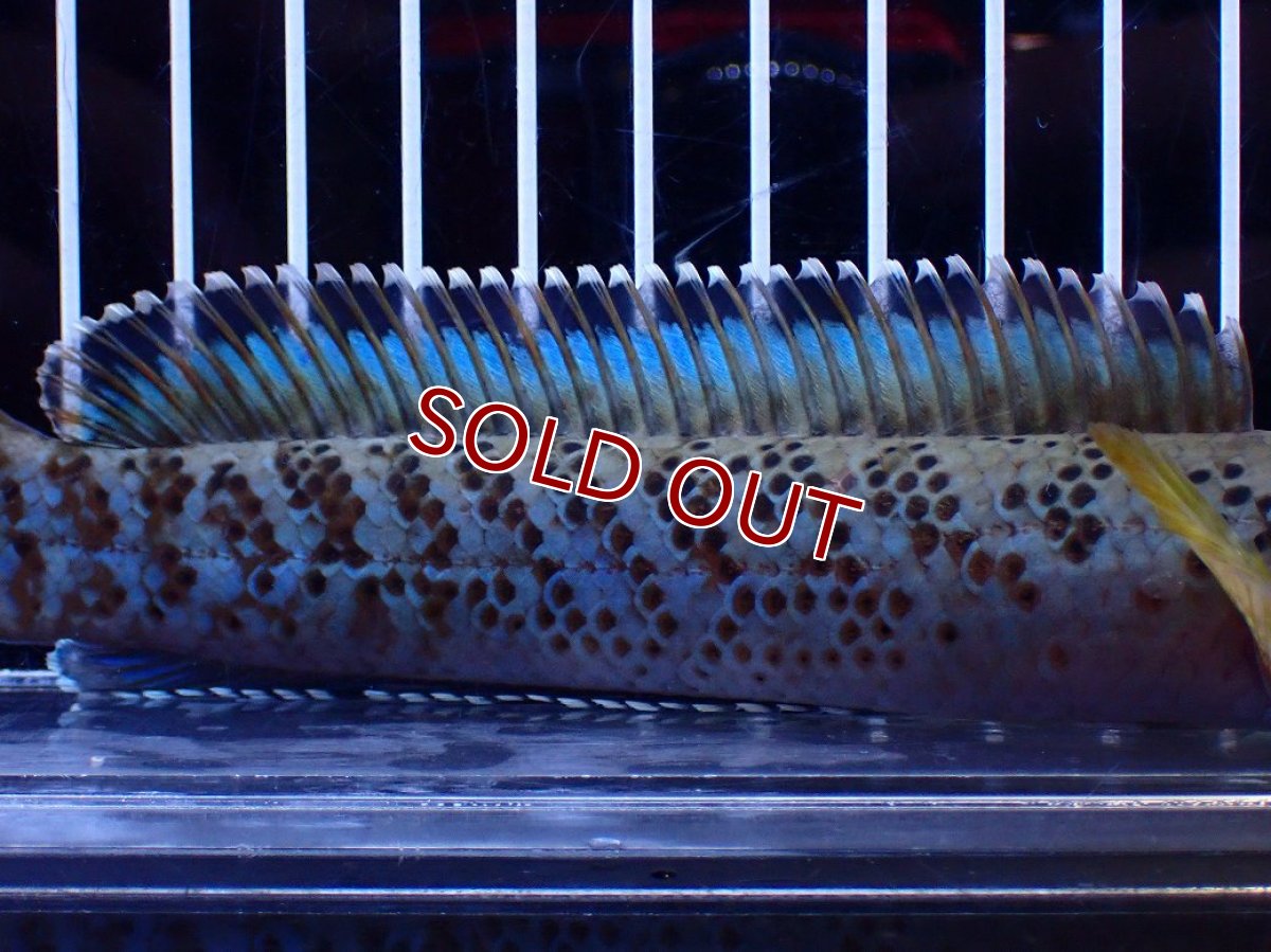 画像3: 【淡水魚】【通販】青強い No2 チャンナ インセイン【個体販売】(±19cm)(大型魚・スネークヘッド)(生体)(熱帯魚)NKO (3)