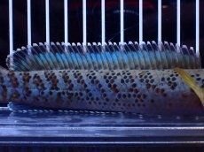 画像3: 【淡水魚】【通販】青強い No2 チャンナ インセイン【個体販売】(±19cm)(大型魚・スネークヘッド)(生体)(熱帯魚)NKO (3)