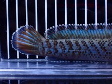 画像4: 【淡水魚】【通販】青強い No2 チャンナ インセイン【個体販売】(±19cm)(大型魚・スネークヘッド)(生体)(熱帯魚)NKO (4)