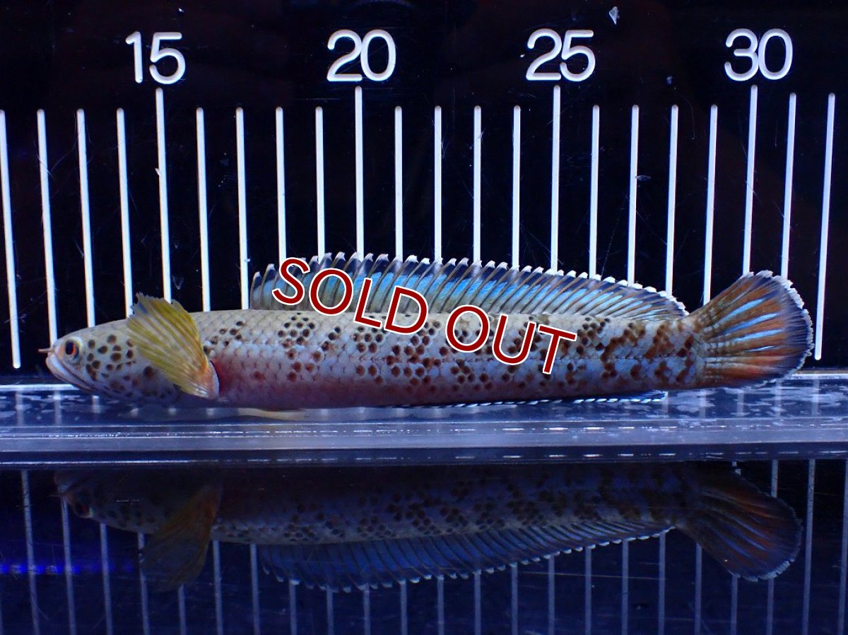 画像5: 【淡水魚】【通販】青強い No2 チャンナ インセイン【個体販売】(±19cm)(大型魚・スネークヘッド)(生体)(熱帯魚)NKO (5)