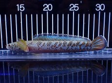 画像5: 【淡水魚】【通販】青強い No2 チャンナ インセイン【個体販売】(±19cm)(大型魚・スネークヘッド)(生体)(熱帯魚)NKO (5)