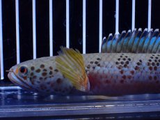 画像6: 【淡水魚】【通販】青強い No2 チャンナ インセイン【個体販売】(±19cm)(大型魚・スネークヘッド)(生体)(熱帯魚)NKO (6)