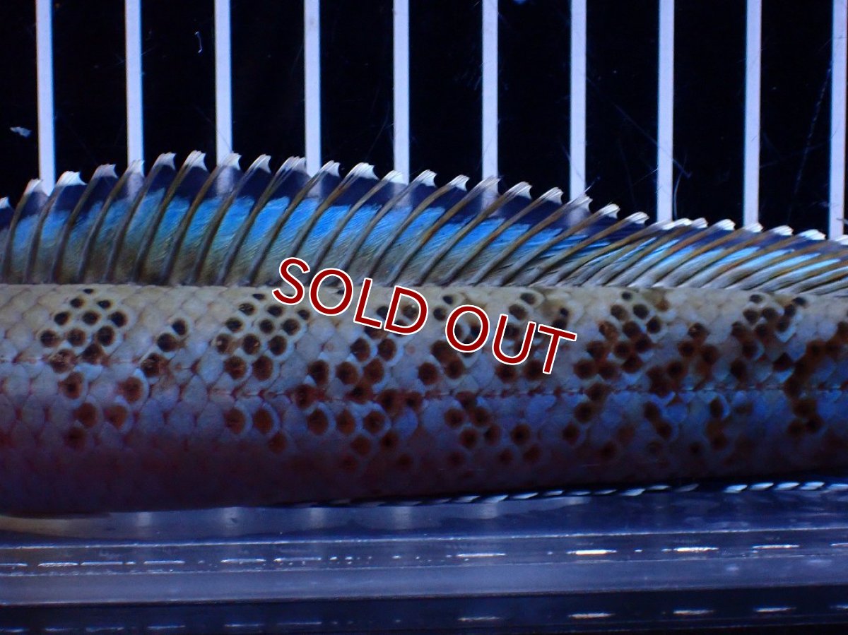 画像7: 【淡水魚】【通販】青強い No2 チャンナ インセイン【個体販売】(±19cm)(大型魚・スネークヘッド)(生体)(熱帯魚)NKO (7)