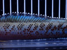 画像7: 【淡水魚】【通販】青強い No2 チャンナ インセイン【個体販売】(±19cm)(大型魚・スネークヘッド)(生体)(熱帯魚)NKO (7)