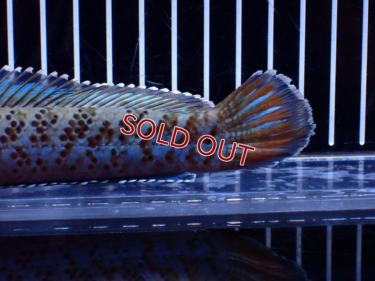 画像8: 【淡水魚】【通販】青強い No2 チャンナ インセイン【個体販売】(±19cm)(大型魚・スネークヘッド)(生体)(熱帯魚)NKO (8)