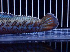 画像8: 【淡水魚】【通販】青強い No2 チャンナ インセイン【個体販売】(±19cm)(大型魚・スネークヘッド)(生体)(熱帯魚)NKO (8)
