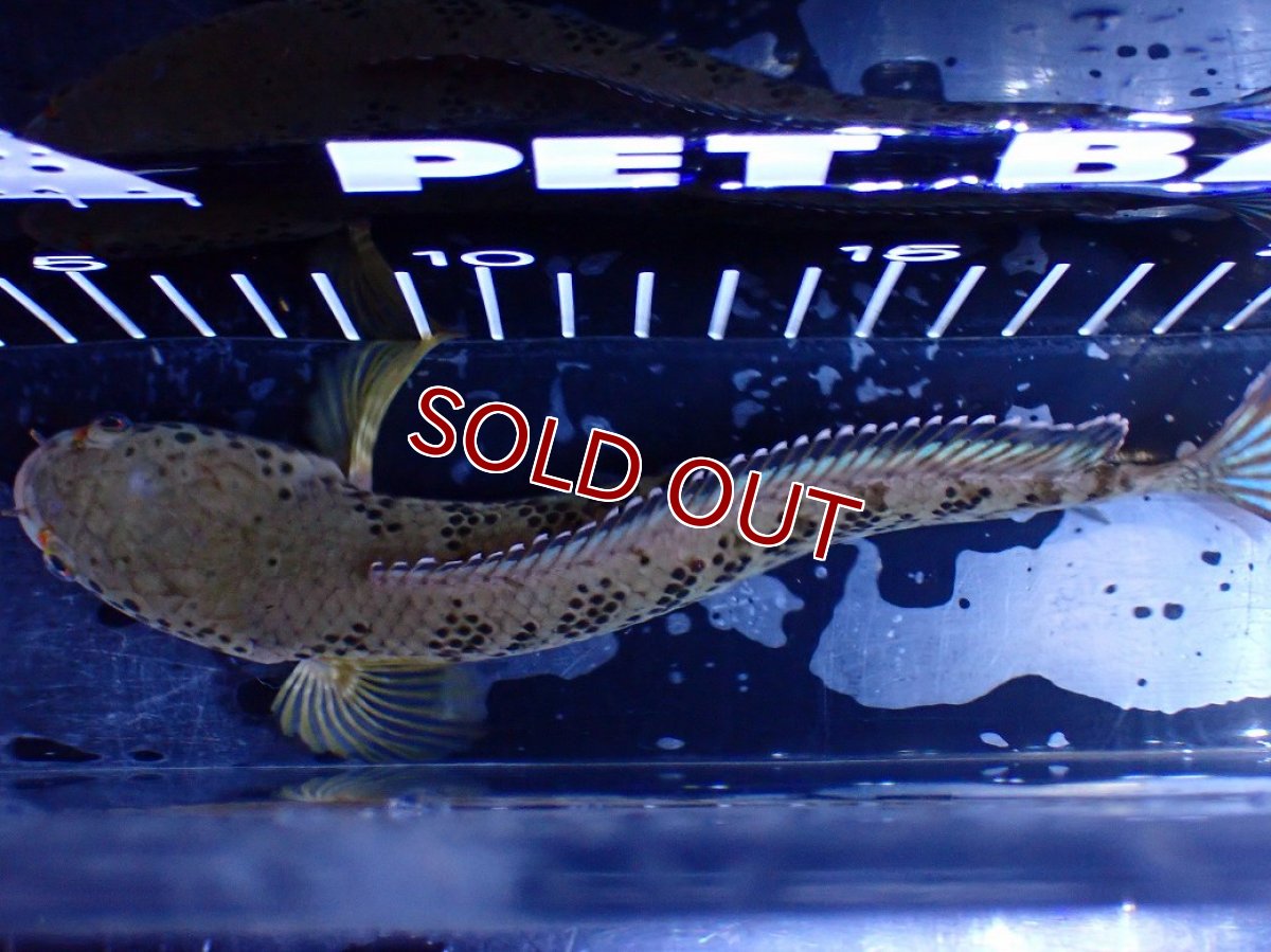 画像9: 【淡水魚】【通販】青強い No2 チャンナ インセイン【個体販売】(±19cm)(大型魚・スネークヘッド)(生体)(熱帯魚)NKO (9)