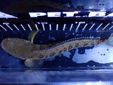 画像9: 【淡水魚】【通販】青強い No2 チャンナ インセイン【個体販売】(±19cm)(大型魚・スネークヘッド)(生体)(熱帯魚)NKO (9)