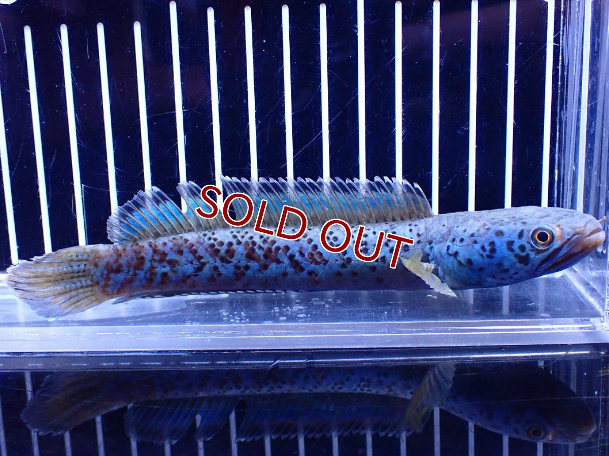 画像1: 【淡水魚】【通販】青強い チャンナ インセイン【個体販売】(±15cm)(大型魚・スネークヘッド)(生体)(熱帯魚)NKO (1)
