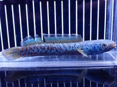 画像1: 【淡水魚】【通販】青強い チャンナ インセイン【個体販売】(±15cm)(大型魚・スネークヘッド)(生体)(熱帯魚)NKO (1)