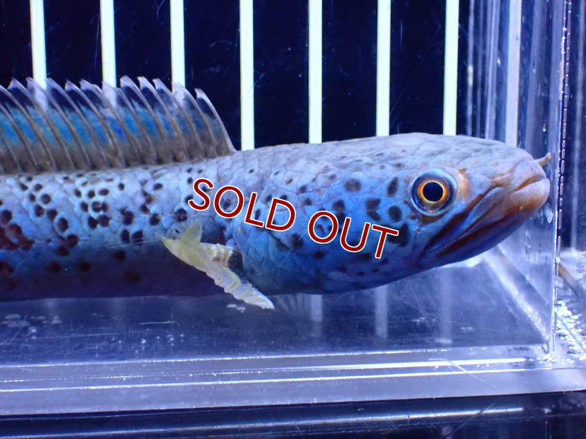 画像2: 【淡水魚】【通販】青強い チャンナ インセイン【個体販売】(±15cm)(大型魚・スネークヘッド)(生体)(熱帯魚)NKO (2)