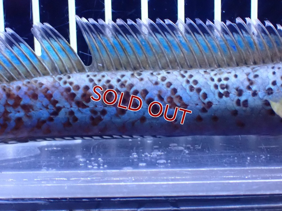 画像3: 【淡水魚】【通販】青強い チャンナ インセイン【個体販売】(±15cm)(大型魚・スネークヘッド)(生体)(熱帯魚)NKO (3)