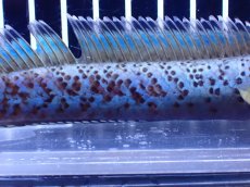 画像3: 【淡水魚】【通販】青強い チャンナ インセイン【個体販売】(±15cm)(大型魚・スネークヘッド)(生体)(熱帯魚)NKO (3)