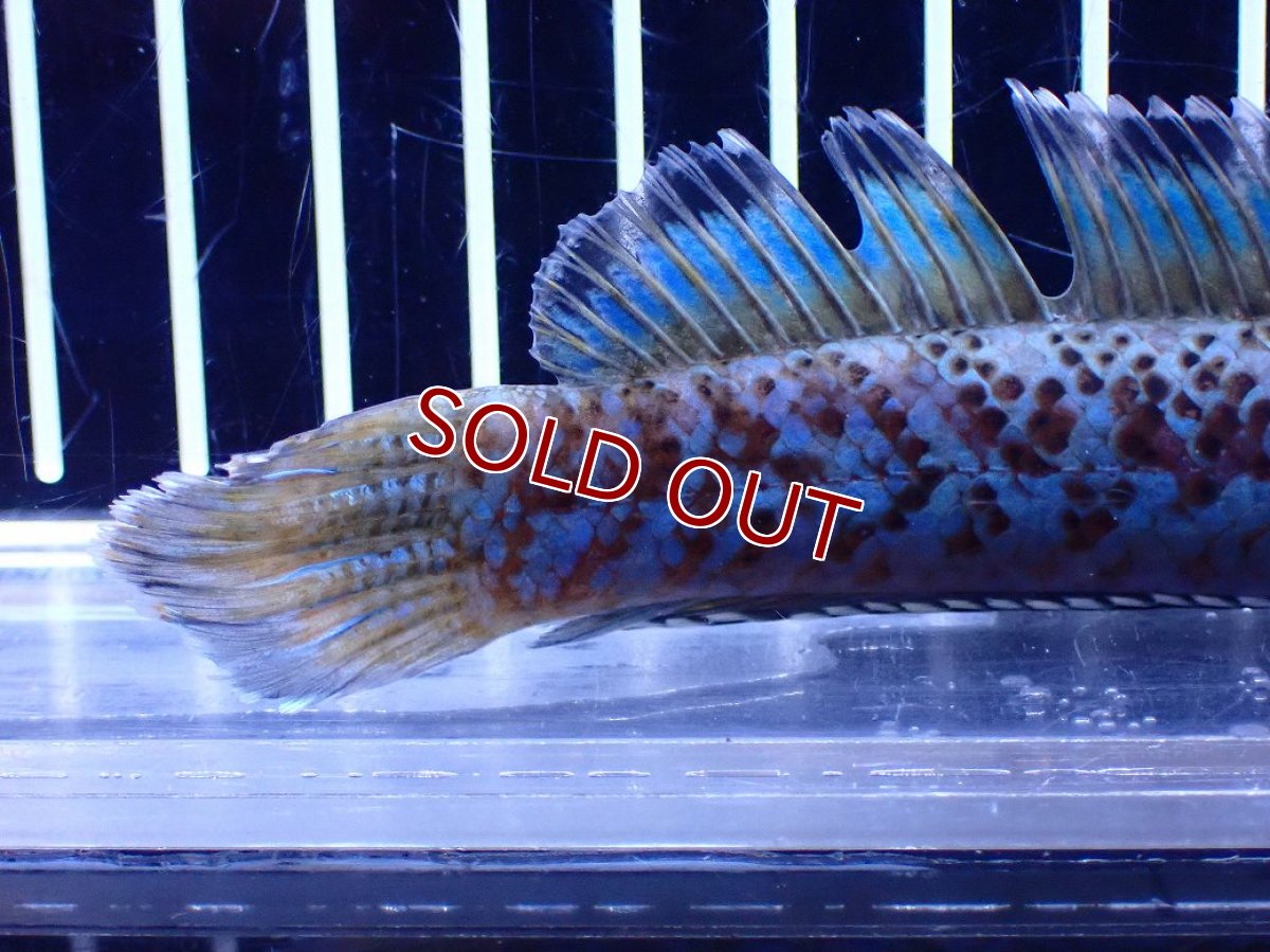 画像4: 【淡水魚】【通販】青強い チャンナ インセイン【個体販売】(±15cm)(大型魚・スネークヘッド)(生体)(熱帯魚)NKO (4)