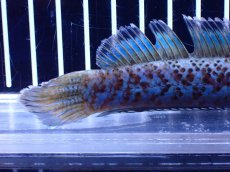 画像4: 【淡水魚】【通販】青強い チャンナ インセイン【個体販売】(±15cm)(大型魚・スネークヘッド)(生体)(熱帯魚)NKO (4)